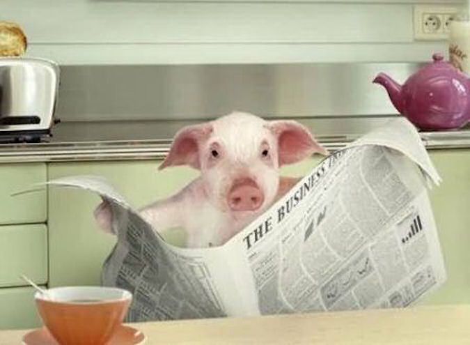 BH pig reading