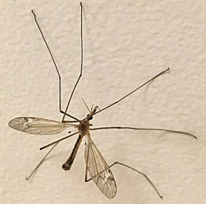 BH crane fly