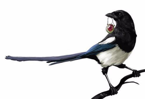 magpie-499x375