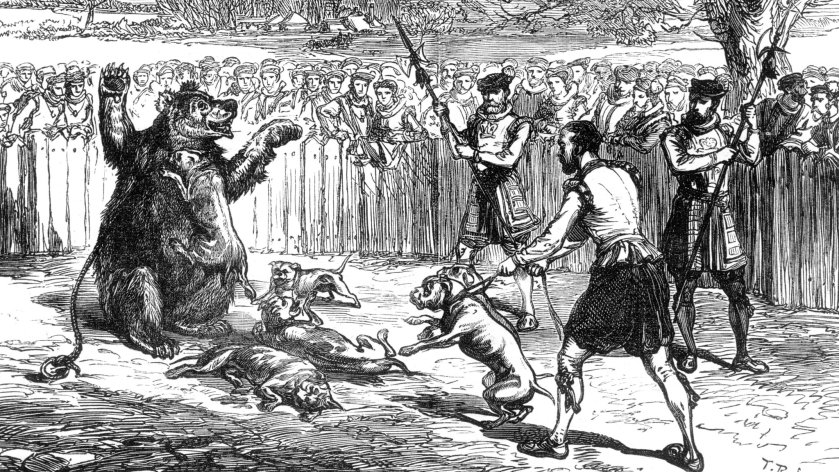Illustration; Bear Baiting with dogs in the 16th century