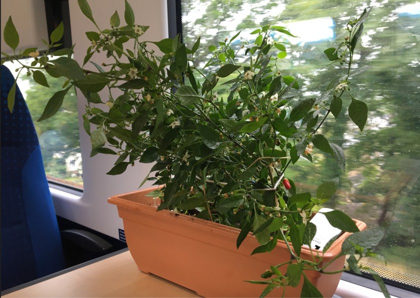 20190719 chillies.jpg