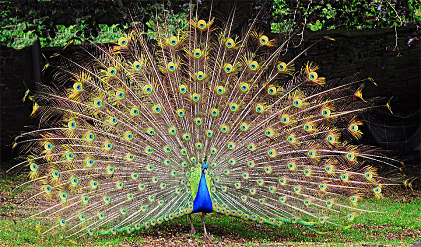 peacock-display